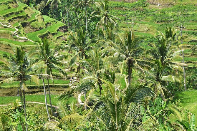 Bali Airport Arrival Transfer and Private Car Charter Combo - Who should book this transfer and charter