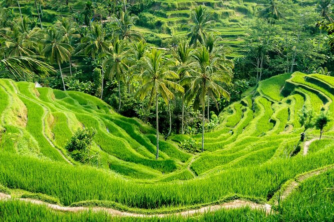 Bali All-Inclusive: Ubud Tour with Entrance Ticket and Lunch Included - Tegenungan Waterfall in the first hour