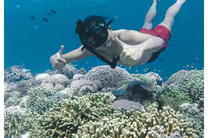 Bali and Lovina with Sunrise Dolphin Tour and Snorkeling - Snorkeling after the dolphin search