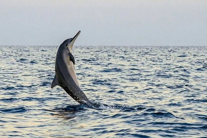 Bali and Lovina with Sunrise Dolphin Tour and Snorkeling - What to bring for this four-hour morning