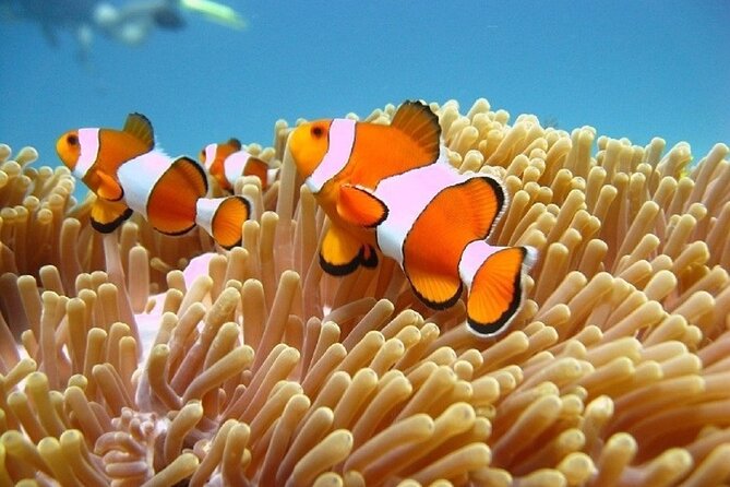 Bali ATV Quad Bike Adventure and Snorkeling Tour - Is $99 a fair price?
