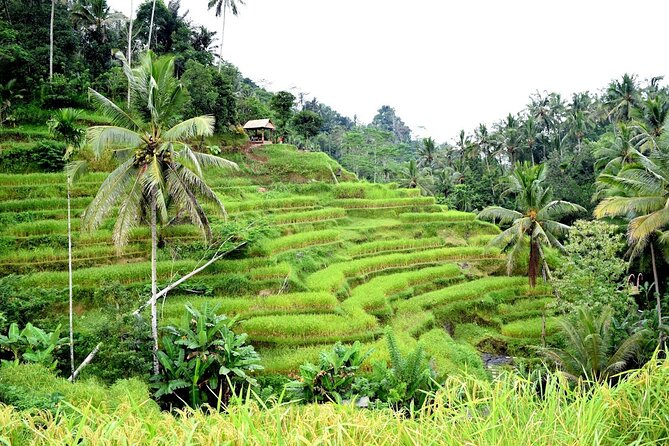 Bali Ayung River Rafting and Kintamani Mt. Batur Volcano View - Starting with three hours on the Ayung River
