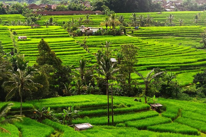 Bali: Bedugul Lake Temple, Banyumala Waterfall, UNESCO Rice Field - Why this route works for a Bali day out