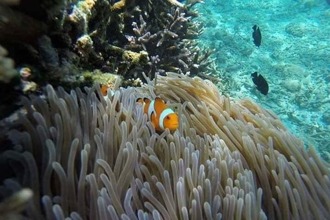 Bali Best Snorkeling at Blue Lagoon - Two coral sites near Padangbai