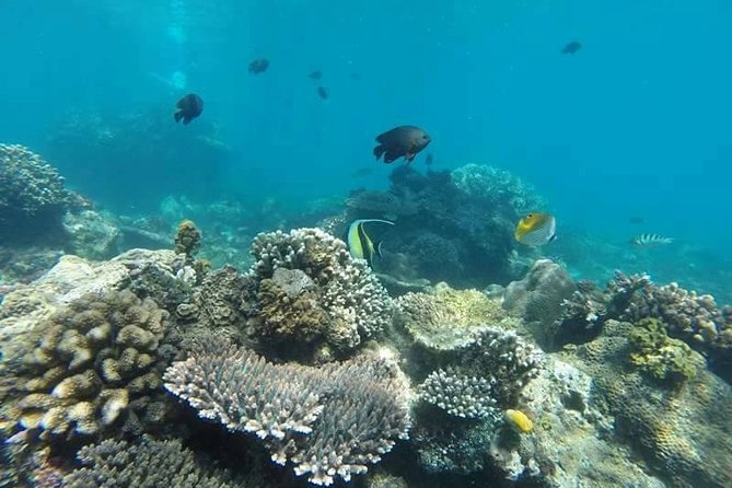 Bali Best Snorkeling at Blue Lagoon - Lunch, coffee, and the practical value of the price