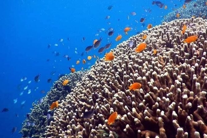 Bali Best Snorkeling at Blue Lagoon - What the water time feels like for beginners