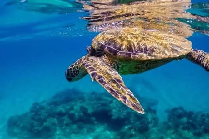 Bali Best Snorkeling at Blue Lagoon - Weather, water clarity, and expectations