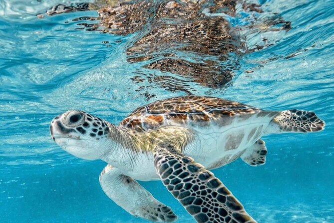 Bali Blue Lagoon Snorkeling with Optional Tour & Activities - Hotel pickup, vehicles, and the meeting point