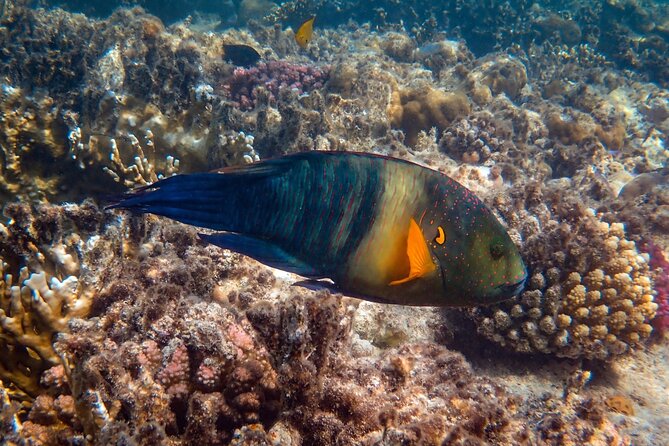 Bali Blue Lagoon Snorkeling with Private Transfer and Lunch - What the private format adds