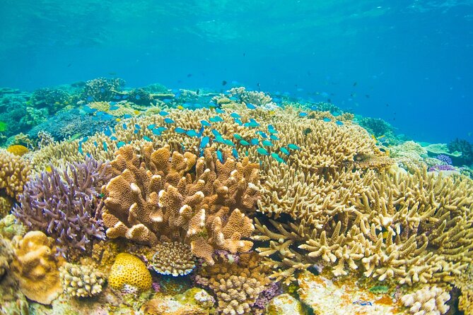 Bali Blue Lagoon Snorkeling with Private Transfer and Lunch - Is $42 a fair price?