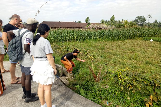 Bali Cooking Class and Ubud Sightseeing Tour - Sacred Monkey Forest Sanctuary in Ubud