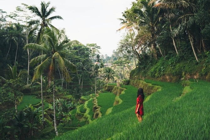 Bali day trip : Batur Sunrise Hike and Hot Spring All inclusive - Coffee, Ubud, and the road home