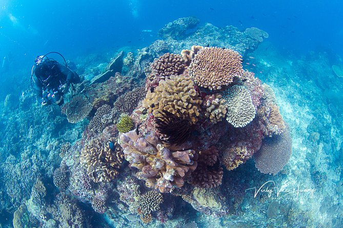 Bali Diving Day Trip-Manta Point/Tulamben Shipwreck-Fun Dive - Why the USAT Liberty makes a good first underwater trip