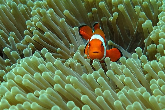 Bali Diving for Beginners: Tulamben Liberty Wreck - Why Tulamben Works So Well for First-Time Scuba