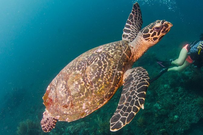 Bali Diving for Beginners: Tulamben Liberty Wreck - Basic Training Before You Leave the Shallow Water