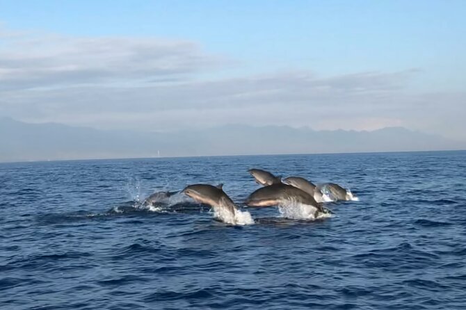 Bali Dolphin Lovina tour and Ulundanu Beratan - Watching dolphins from a traditional boat