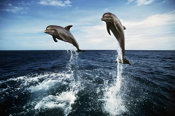 Bali Dolphin Watching Sunrise Tour in Lovina Beach - Gitgit Waterfall adds a green change of pace