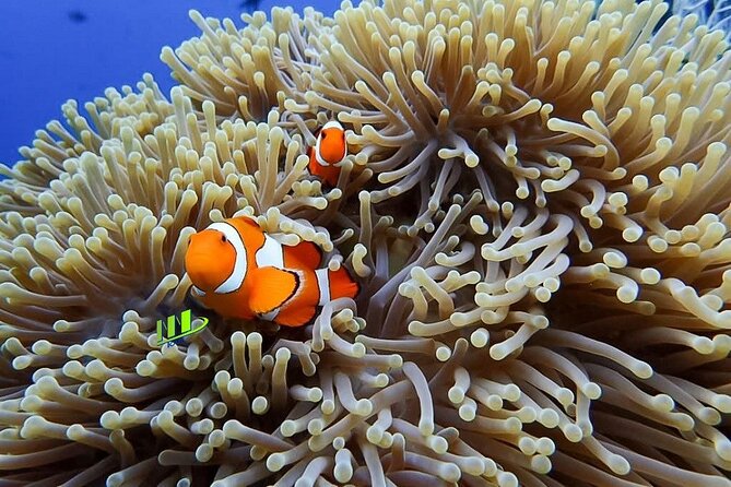 Bali Full Day Experience Scuba Diving Tour at Tulamben - A gentle start for first-time participants