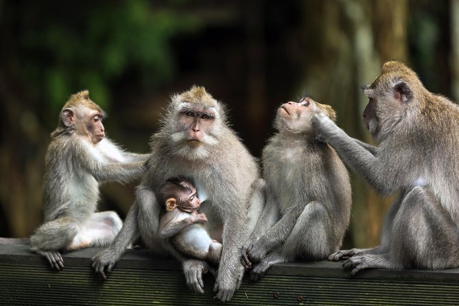 Bali Full Day Tour: Highlights of Ubud and Hidden Waterfall - Sacred Monkey Forest: a lively first stop