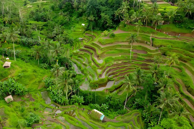 Bali Full Day-Tour: Ubud Sightseeing Trip - Tegalalang Rice Terrace shows Bali’s farming tradition