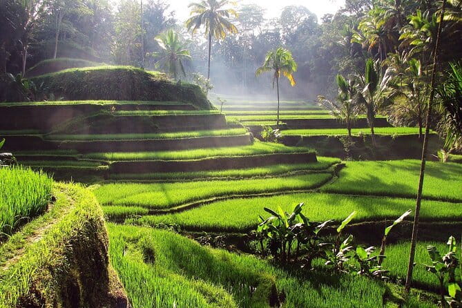 Bali Full-Day Tours : Waterfall and Ubud Destination Trip - Tegalalang Rice Terrace and the price of the view