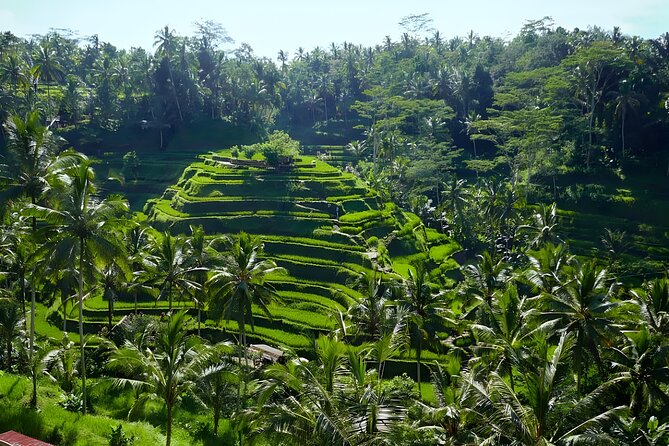 Bali Half Day-Tour: Ubud Night Trip Packages - One hour among the monkeys and temple grounds