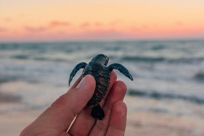 Bali Horse Riding and Turtle Release at Saba Beach - Key points at a glance