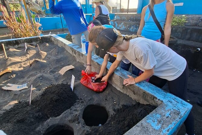 Bali Horse Riding and Turtle Release at Saba Beach - Why the turtle release is the heart of the day