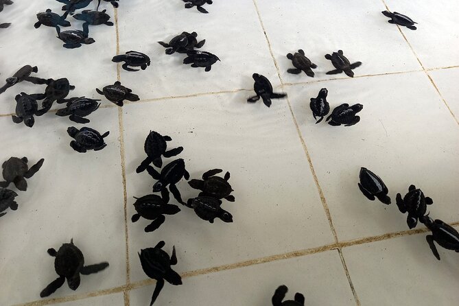 Bali Horse Riding and Turtle Release at Saba Beach - What $64 really buys you