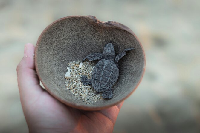 Bali Horse Riding and Turtle Release at Saba Beach - The guide can shape the whole day