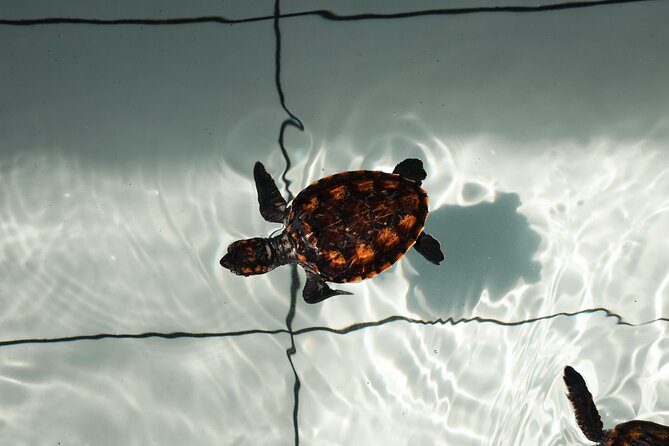 Bali Horse Riding and Turtle Release at Saba Beach - Lunch at Bebek Uma Menuh