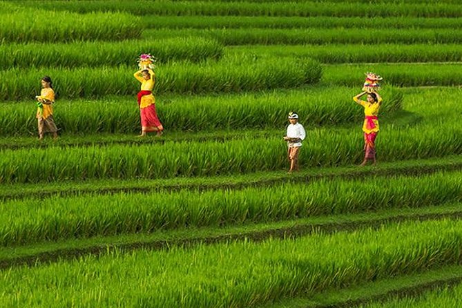 Bali Iconic Tour with Buffet Lunch and Attraction Tickets - Tegalalang Rice Terrace shows Bali’s farming side
