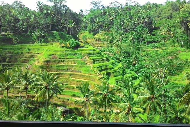 Bali in 1-Day : Rice Terrace, Volcano, Tanah lot - All Inclusive - Batuan Temple and the meaning behind the carvings
