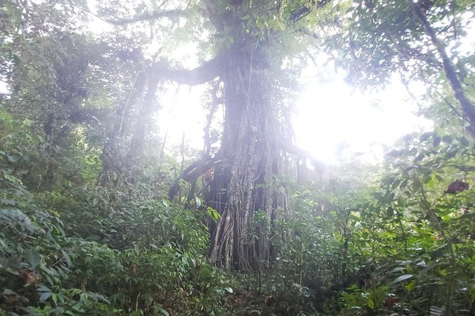 Bali Jungle Trekking and Lake Canoeing Tour - Food, drinks, and the local-home option