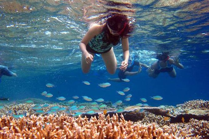 Bali Menjangan Island Snorkeling Day Tour - Leaving Ubud or Kuta before sunrise
