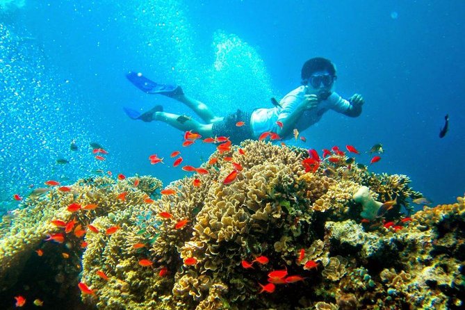 Bali Menjangan Island Snorkeling Day Tour - A small group makes a real difference