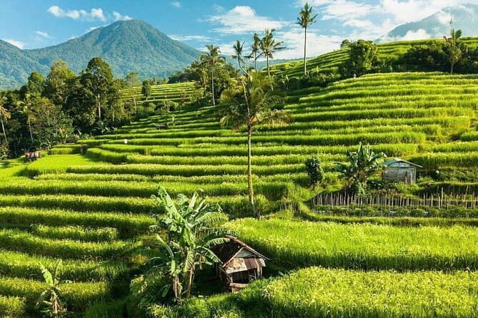 Bali : Northern Bali Private Day Trip with Transfer - Jatiluwih shows Bali as a working place