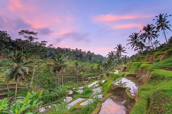 Bali : Northern Bali Private Day Trip with Transfer - The private vehicle and guide experience