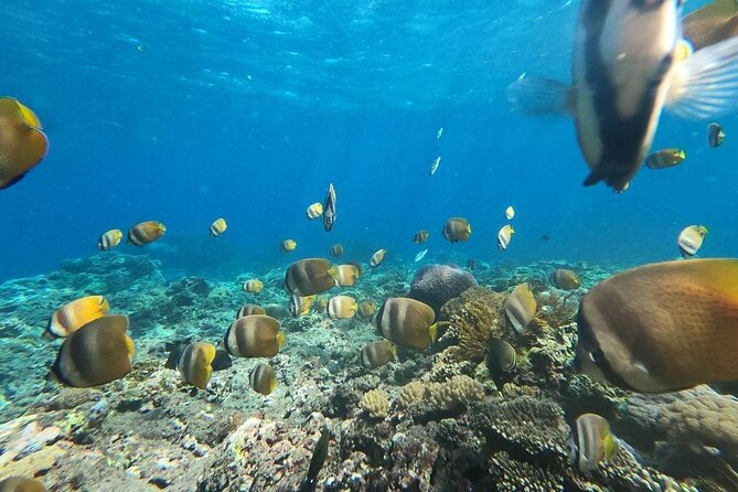 Bali Nusa Penida and Private Snorkeling (Manta Bay, Gamat, Wall) - Angel’s Billabong and Broken Beach show Nusa Penida’s rocky coast