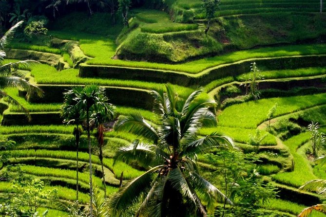 Bali Private Car Charter with English Speaking Driver - What the $25 price really buys you