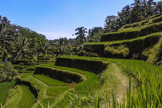 Bali Private Car Charter with English Speaking Driver - Rice terraces, farms, and Bali’s working countryside