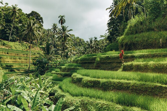 Bali Private Car Full Day Customized Tour With Drone Service - Waterfalls, mountain air, and village life