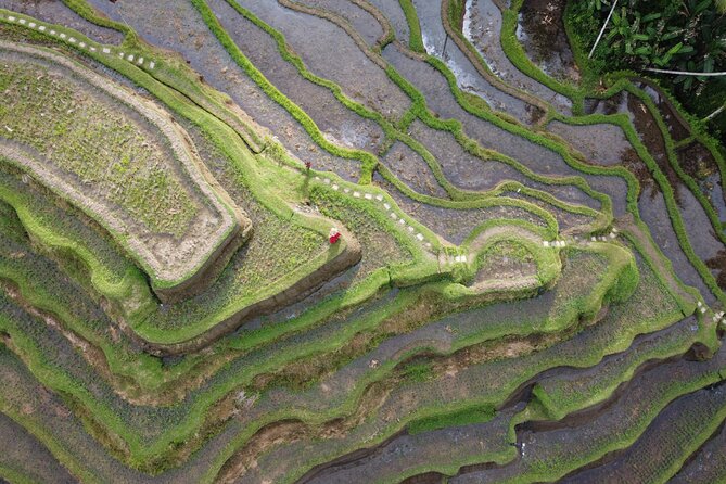 Bali Private Photographer & Drone - Coffee plantations and a more natural setting