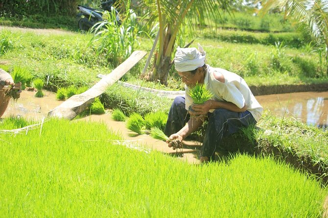 Bali Quad and Buggy Explorer Tour - Who should book this Ubud activity?