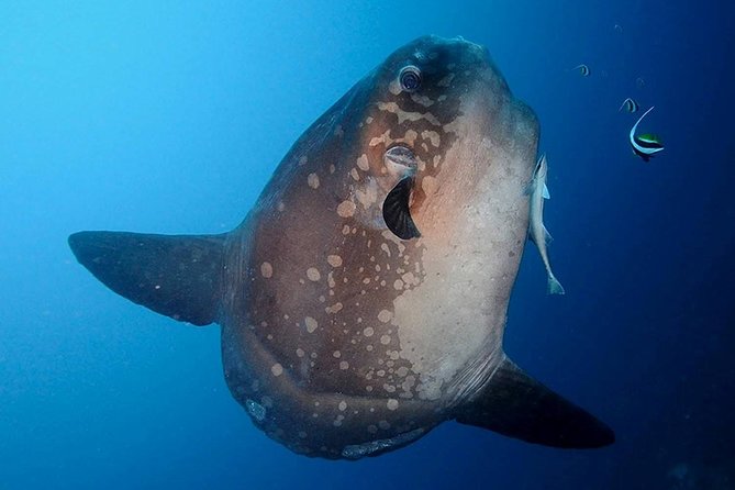Bali Scuba Diving at Nusa Penida Manta Point For Certified Diver - Starting at Sanur at 7:00 a.m.