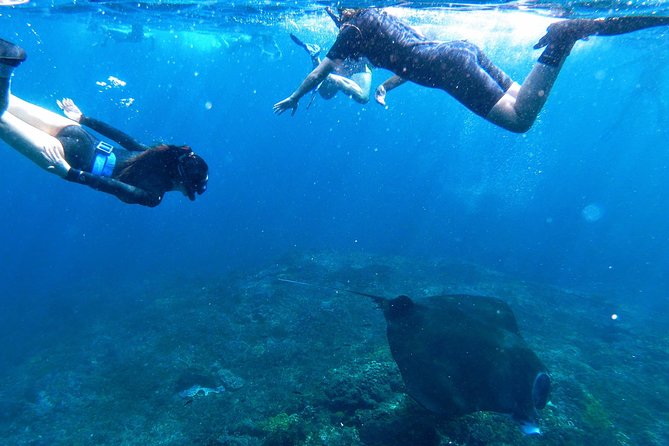 Bali Scuba Diving at Nusa Penida Manta Point For Certified Diver - What is included for $180