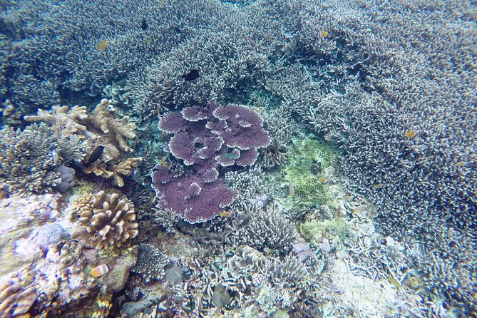 Bali Scuba Diving at Nusa Penida Manta Point For Certified Diver - The speedboat ride to Nusa Penida