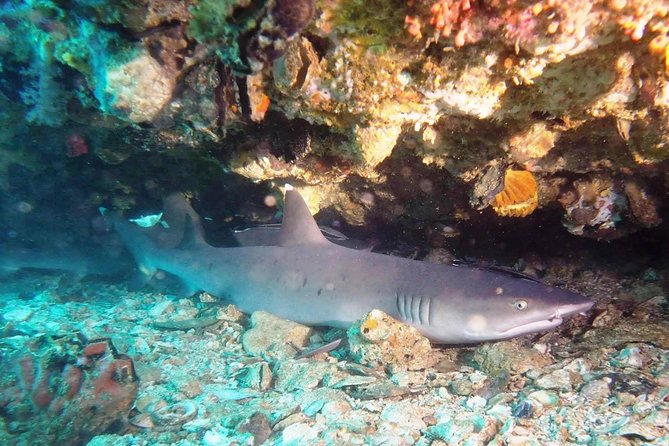 Bali Scuba Diving at Padang Bai for Certified Diver - Why Padang Bai works well for a one-day underwater trip