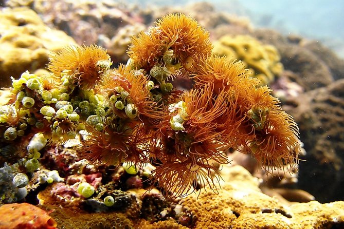 Bali Scuba Diving at Padang Bai for Certified Diver - A small group and personal guide support