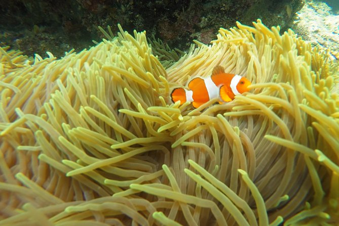 Bali Scuba Diving at Padang Bai for Certified Diver - Returning to Sanur and your hotel